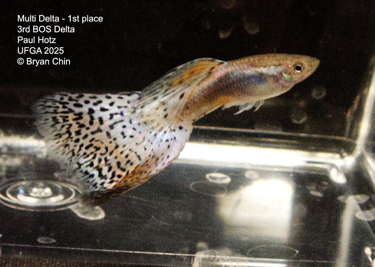 Guppy Muliti color